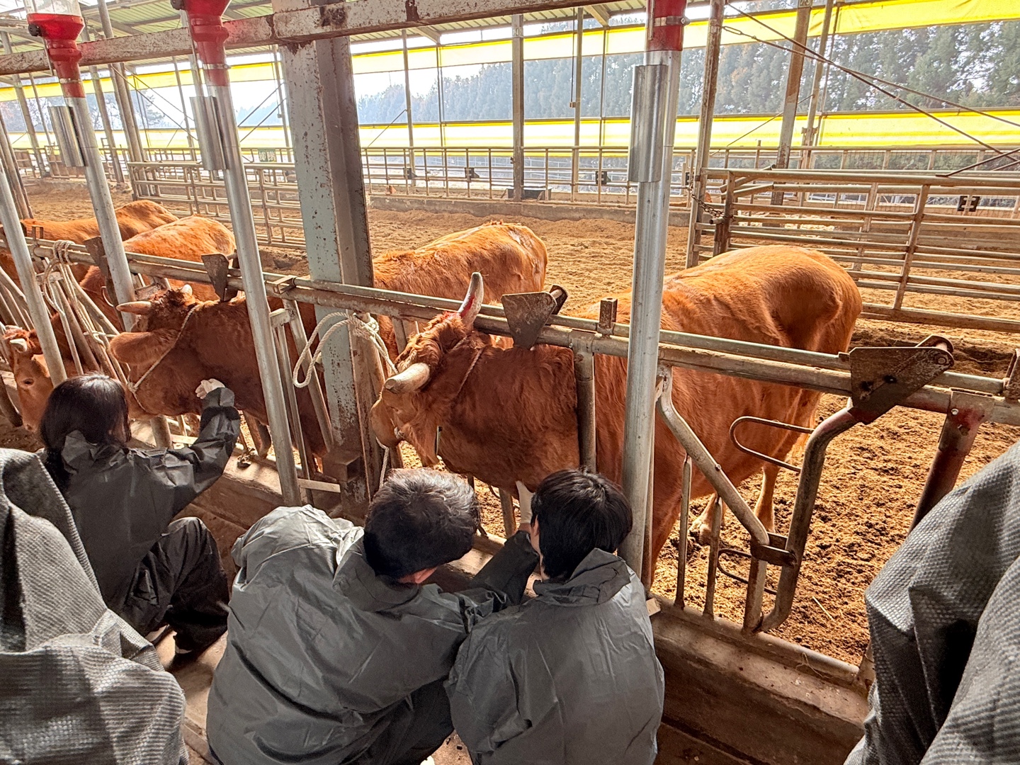 2025년 한우 생산 기초 교육 대표이미지